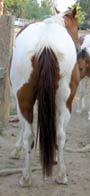 Decco TingTang Peppy, APHA reg. gelding - 2 years old